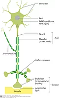 Aufbau eines Neurons.