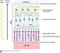 Schematische Darstellung der Umwandlung optischer Reize in Nervensignale (Phototransduktion).