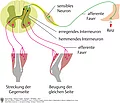 Schematische Darstellung des Fremdreflexes bei Tritt in Reißnagel: Reiz, afferente Faser, sensibles Neuron, Rückenmark, efferente Faser, Reaktion.