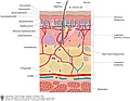 Anatomische Zeichnung des Aufbaus der Haut mit Epidermis (Oberhaut), Korium (Lederhaut), Subkutis (Unterhaut) und weiteren Bestandteilen.