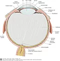 Aufbau des Auges (Querschnitt). Blick auf die untere Hälfte des rechten Auges mit allen anatomischen Bestandteilen.
