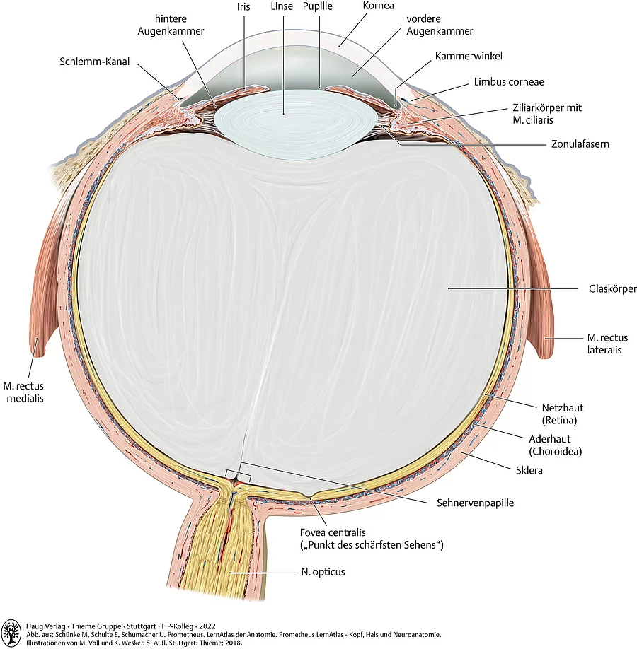 Aufbau des Auges (Querschnitt). Blick auf die untere Hälfte des rechten Auges mit allen anatomischen Bestandteilen.