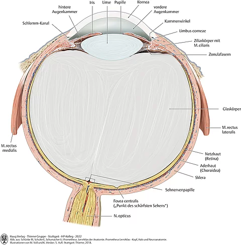 Aufbau des Auges (Querschnitt). Blick auf die untere Hälfte des rechten Auges mit allen anatomischen Bestandteilen.